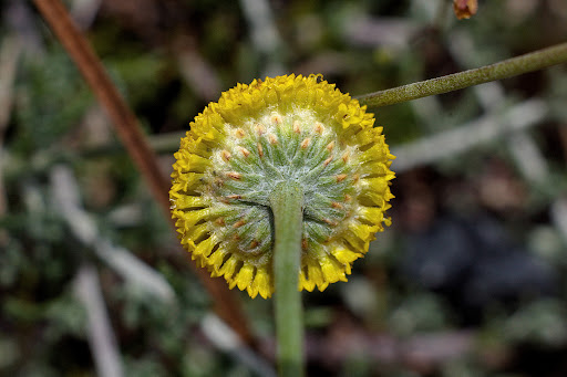 Santolina melidensis