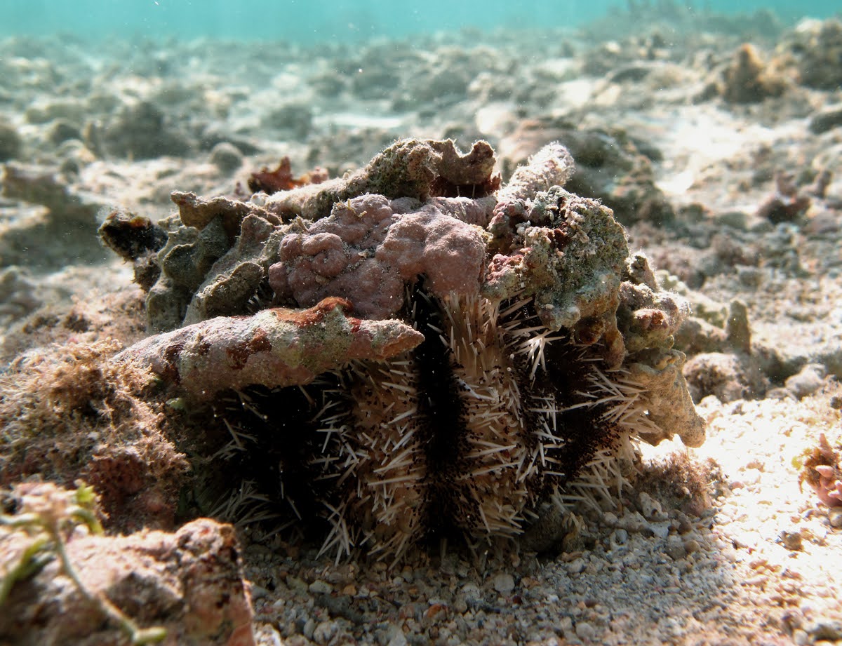 cake urchin covered in debris