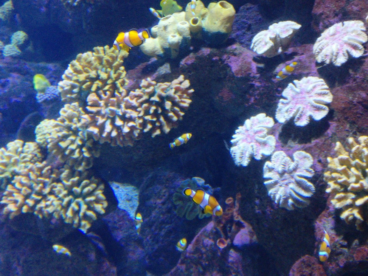 An aquarium with Nemo-like fish (Ocellaris Clownfish)