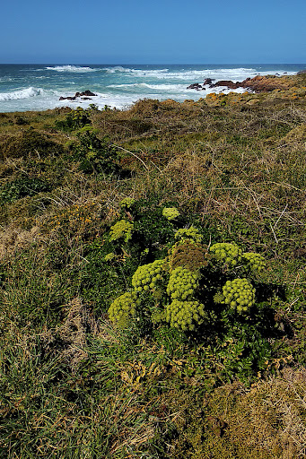 Angelica pachycarpa