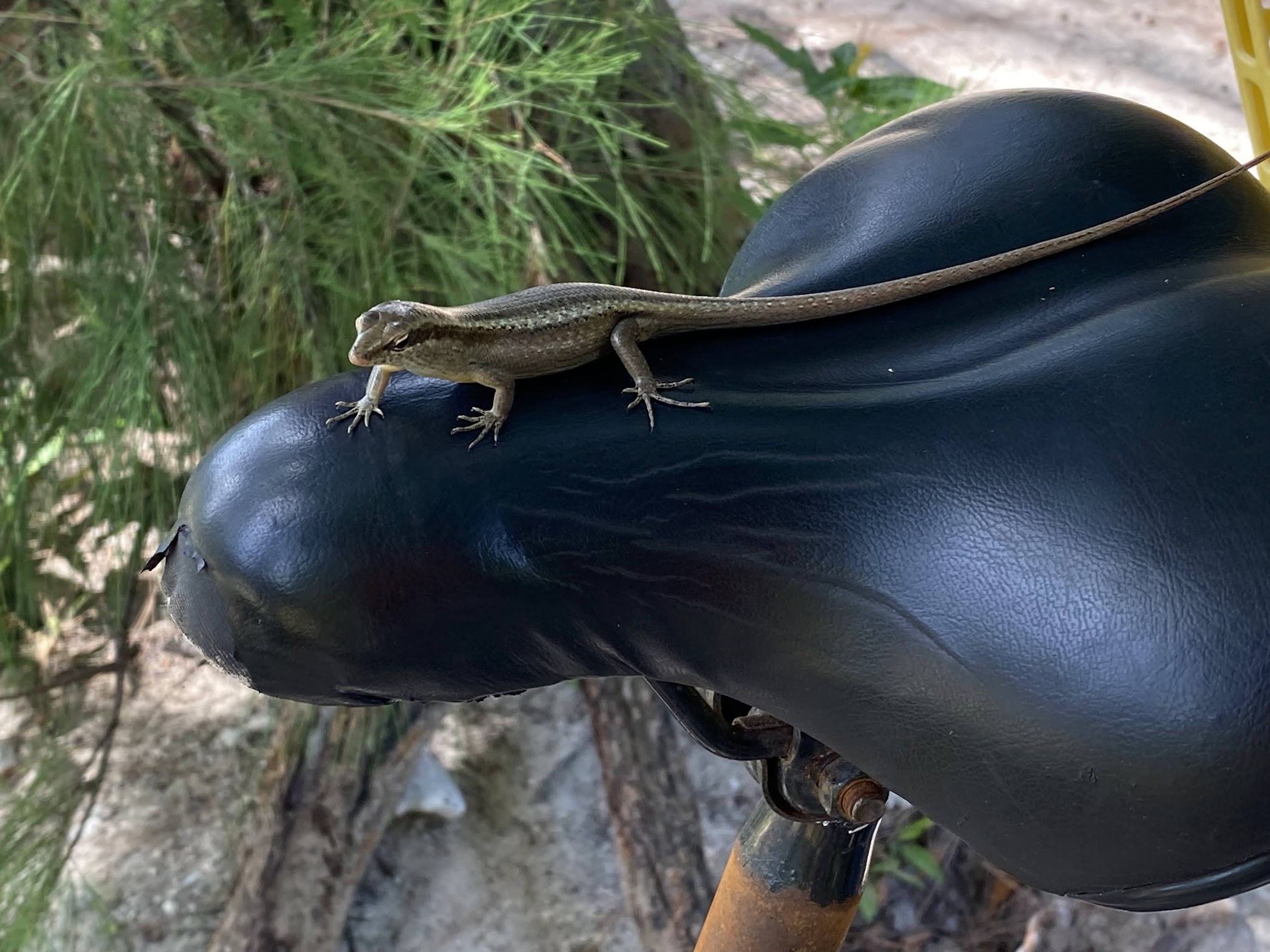 A skink on my bike seat