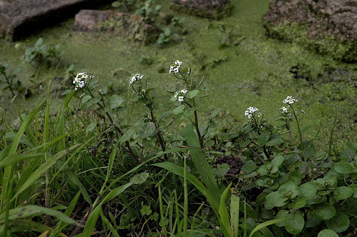 Rorippa nasturtium aquaticum