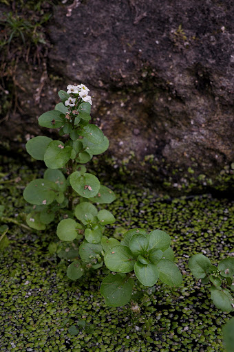 Rorippa nasturtium aquaticum