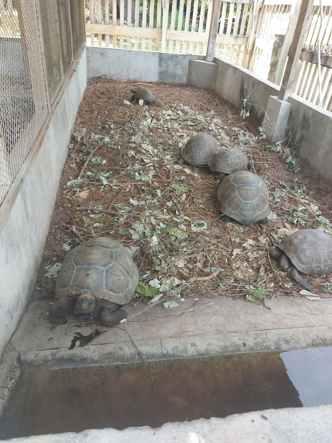 juvenile tortoises in an enclosure