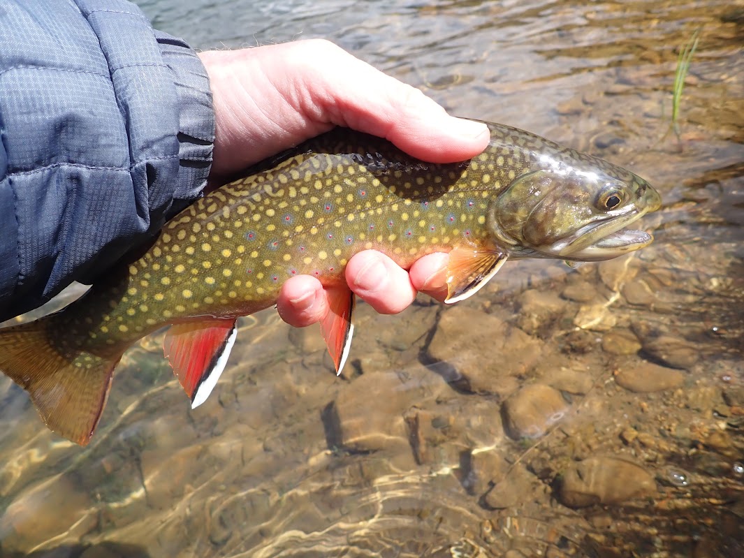 Curtain Ponds – 06/12/2023  Dave Weller's Fly Fishing Blog