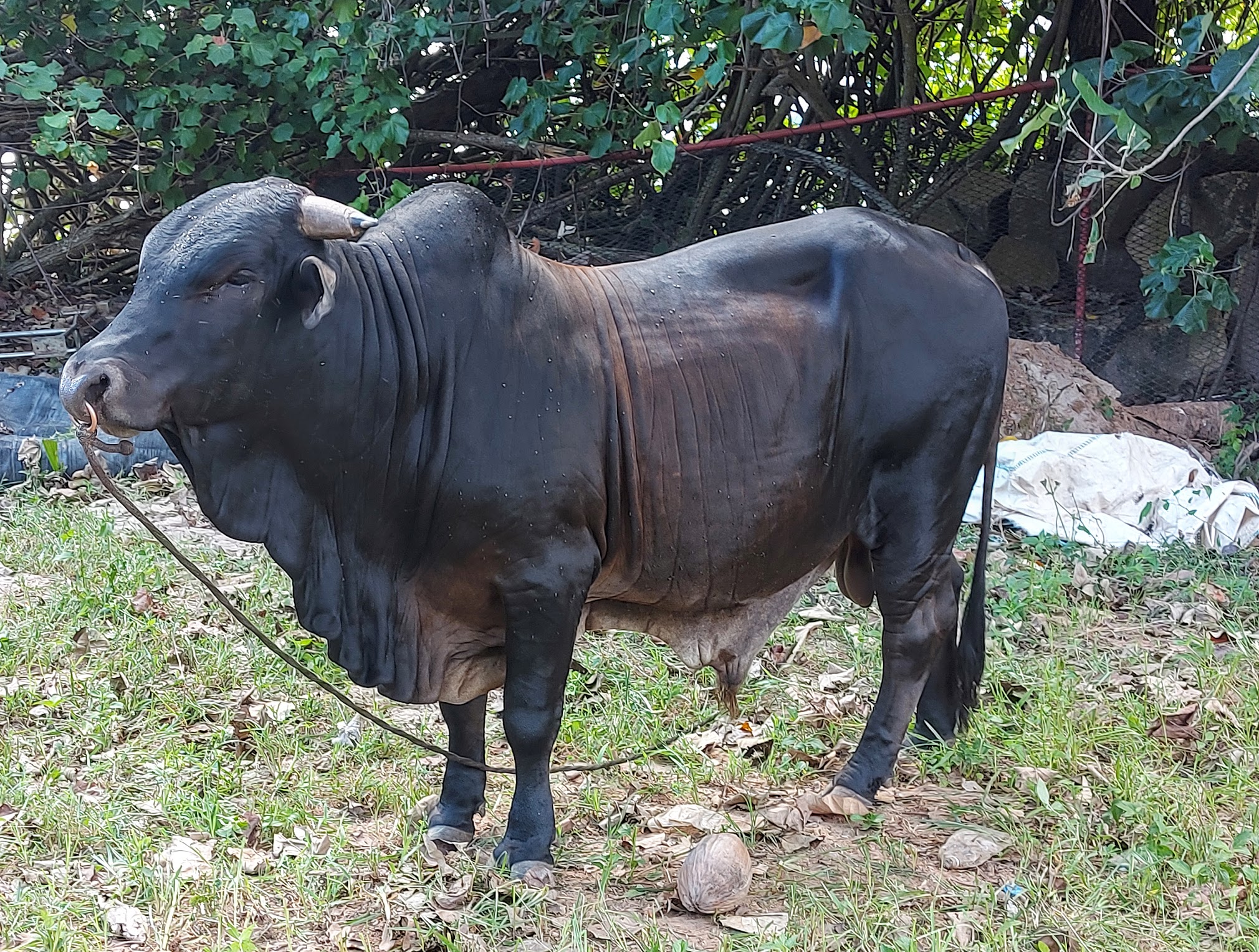 Bull tethered by nose ring