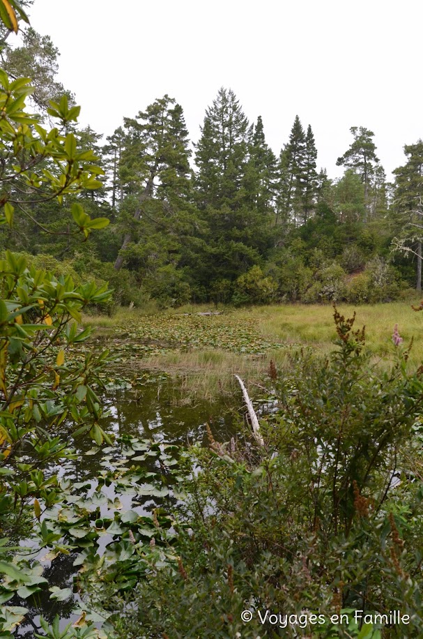 Dellenback Trail - Oregon Dunes NRA