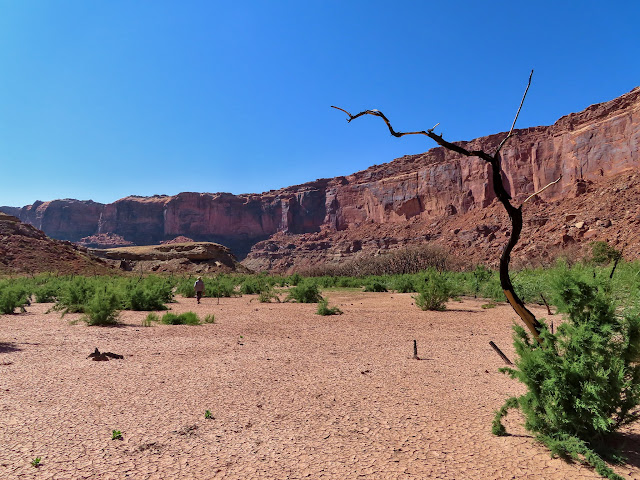 Burned tamarisk at Bowknot Bend