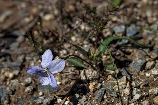 Viola lactea