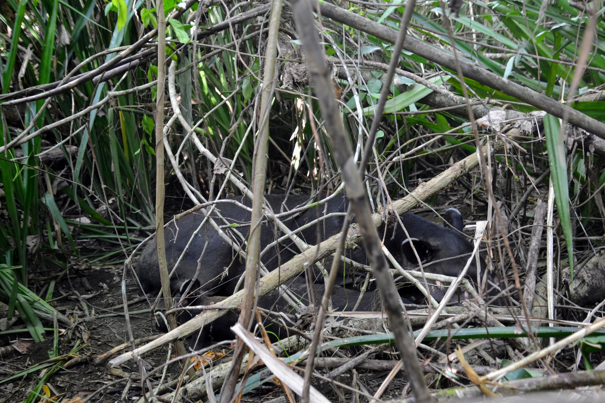 Tapirduo