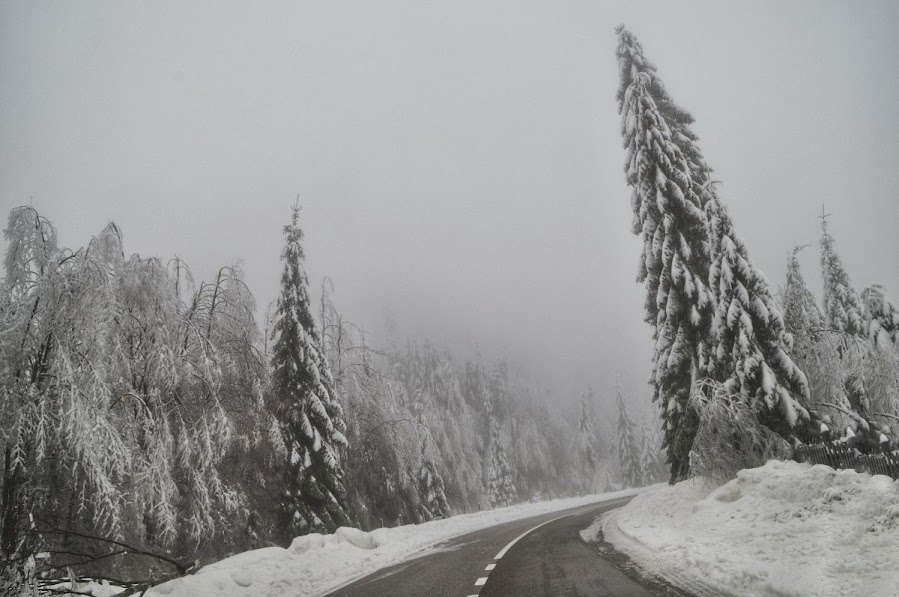 A group of tall conifers covered in snow in Valbona Valley, Kukes County, Albania