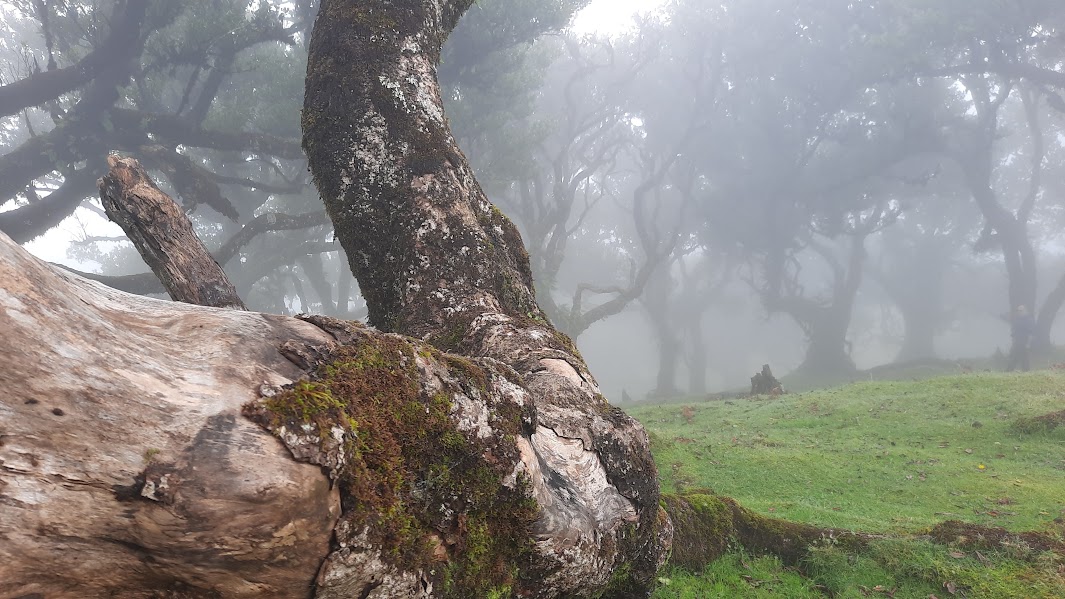 Fanal Forest, enchanting place in the mists of Madeira