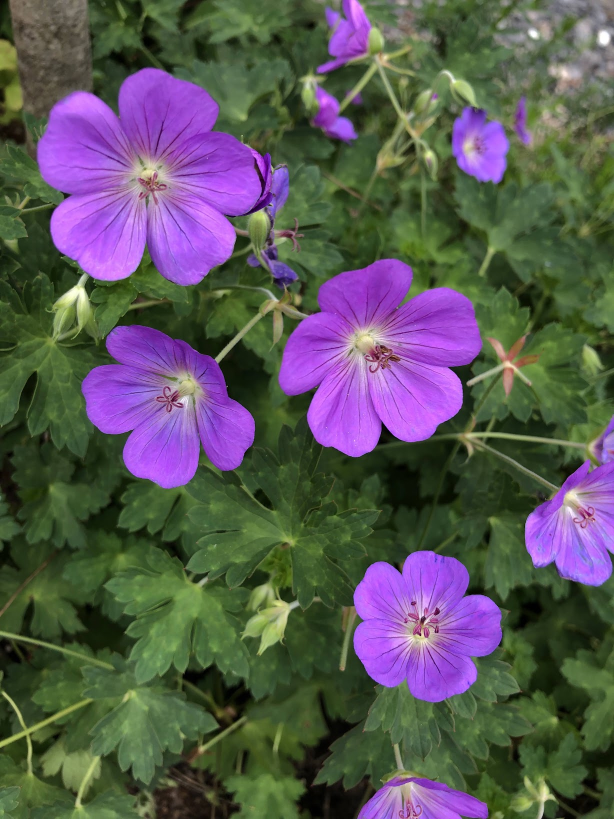 ゲラニウム・ロザンネの花