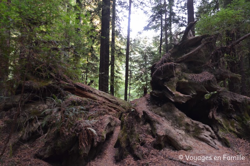 Rockfeller loop - Humboldt Redwoods