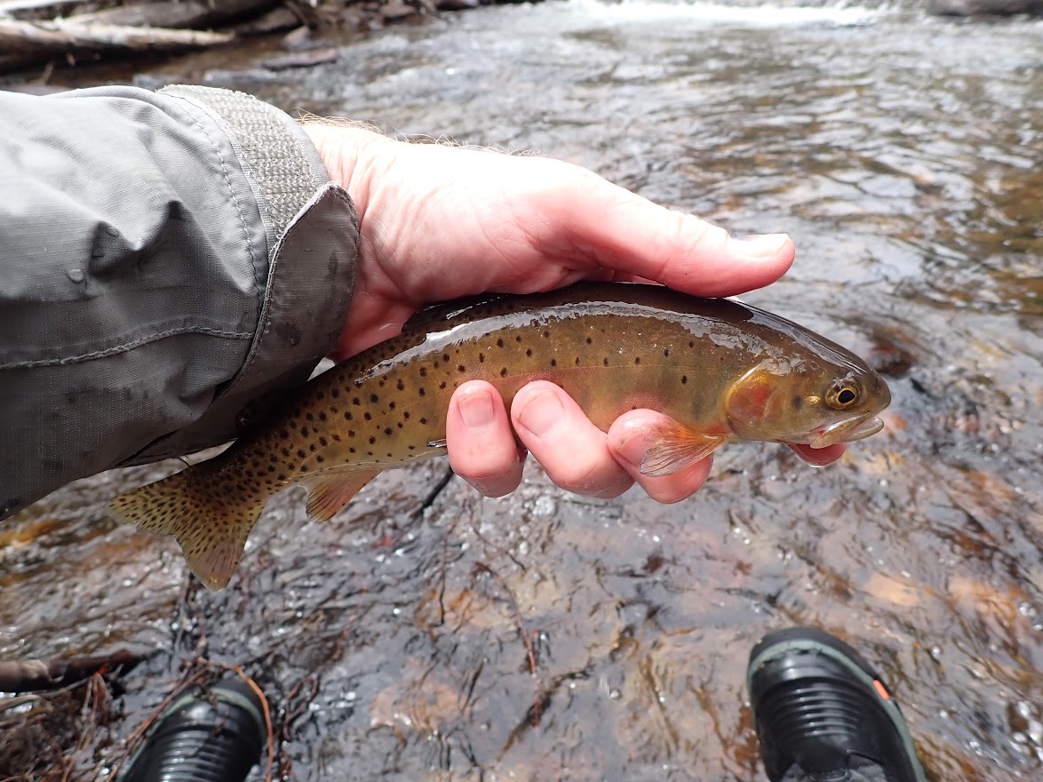 St. Vrain Creek  Dave Weller's Fly Fishing Blog