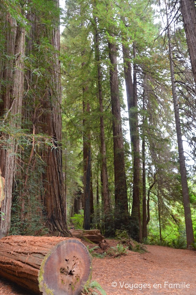 Redwoods SP - Stout Grove