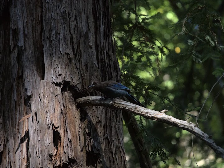 steller's jay