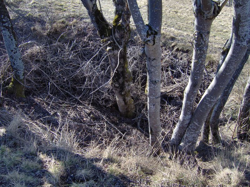 La grotte de la Draye du Benitier