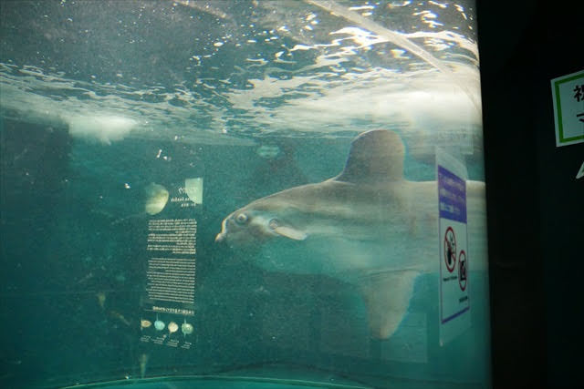 市立しものせき水族館 海響館