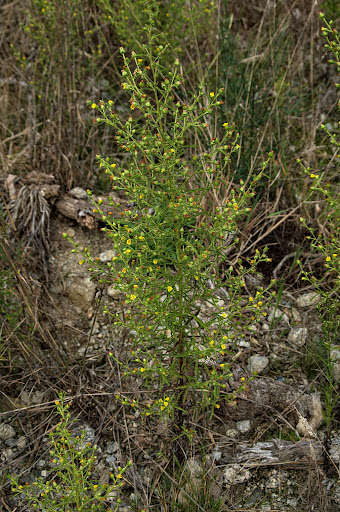 Dittrichia graveolens