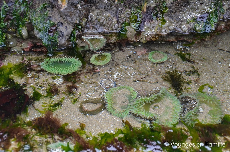 Cape Kiwanda - tidepools