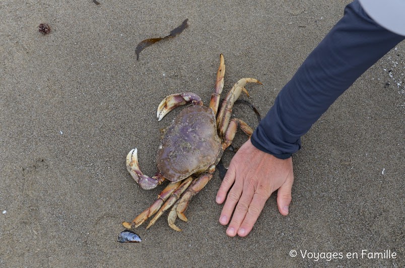 Cape kiwanda - crabe