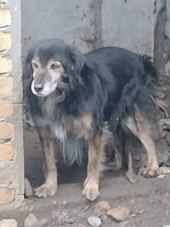 gordana - IKKA M-X, taille moyenne, env. 20 kg, né 2013 Ancien de backa (PENSION GORDANA) NON ADOPTABLE - Page 3 AL9nZEUy6EcLK27QM8_t1bJt-wGY59vVwtUgoKD8uSSJVzrj5X8ctUxqhTw9hyNuRlgRtwzkQt8zBQiRhBDHKDrQ9P_RgvD7Kb3WDI8FDQiUV_dHOsslrPuU6I_VGn4_dKbI_fmAxskjukXz8Sobi9eGzpmSow=w561-h747-no?authuser=0