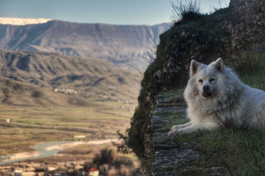 A samoyed dog posing infront of Gjirokaster Castle, Gjirokaster,
Albania