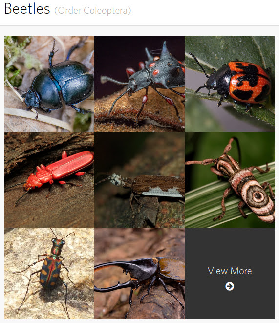 Beetles - Taxon Page on iNaturalist