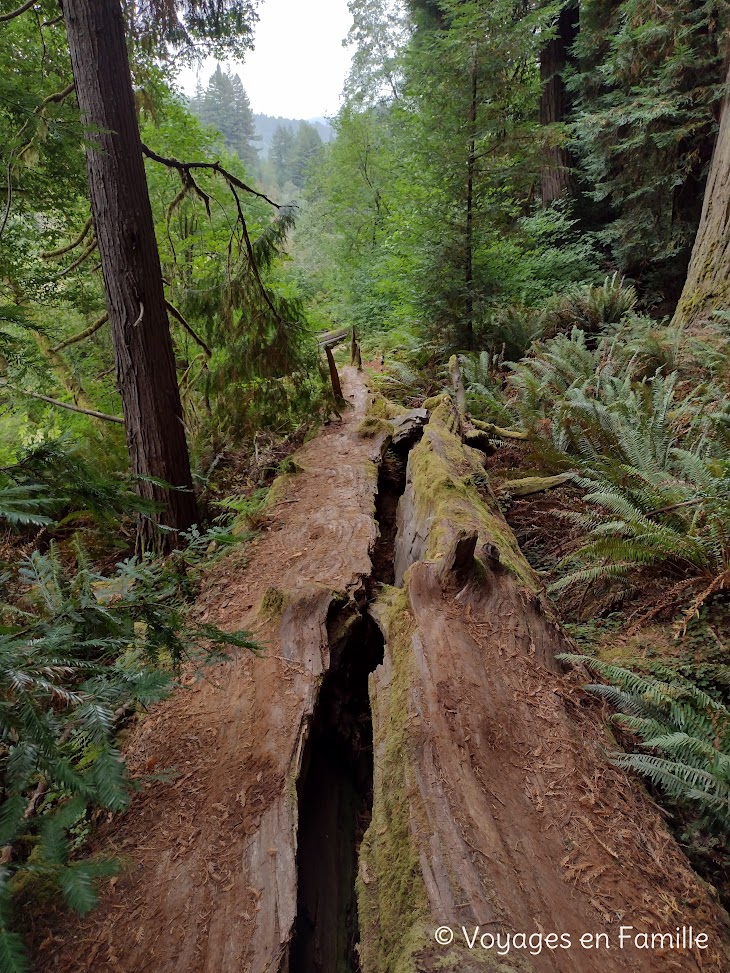 Redwoods SP - Stout Grove