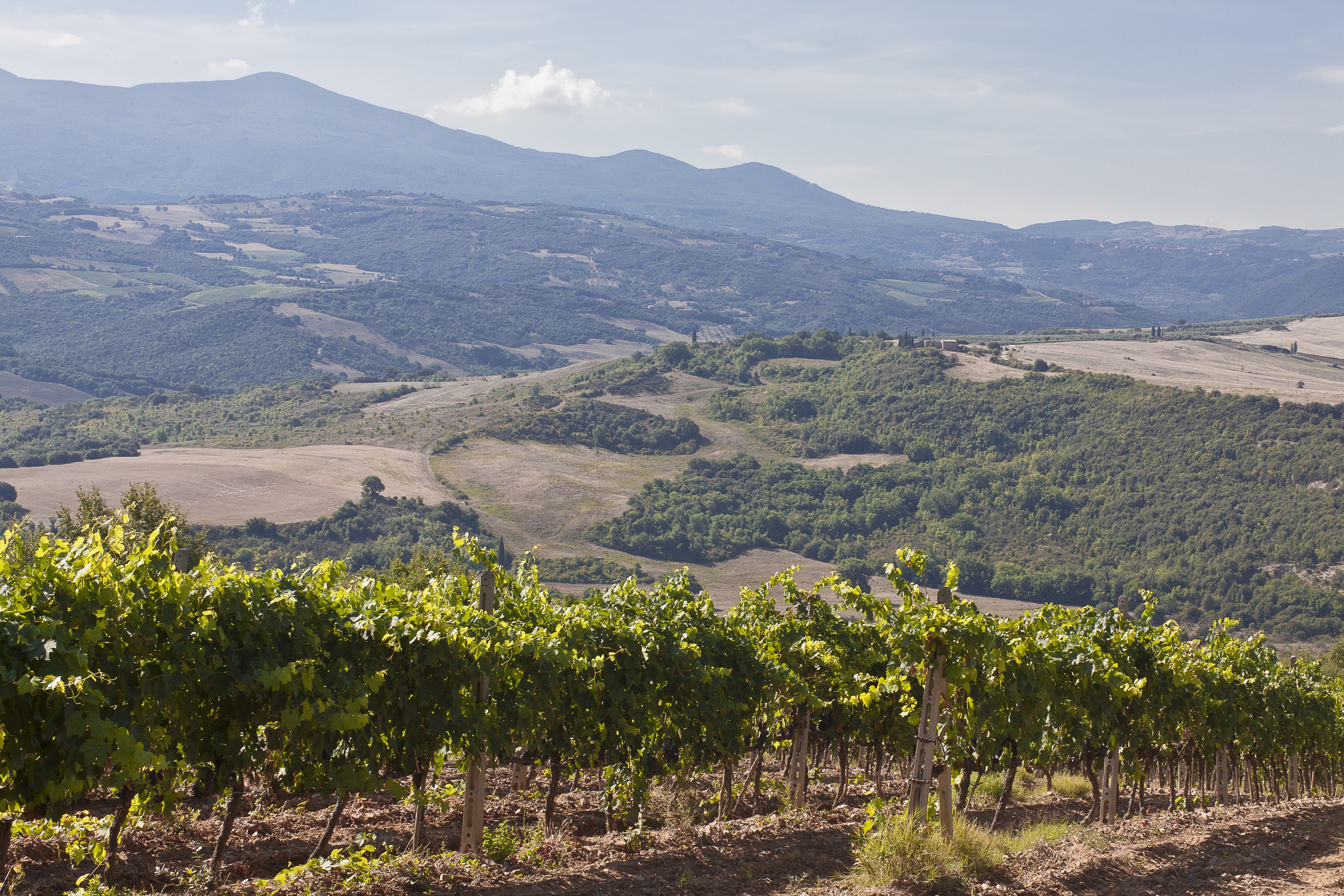 Brunello di Montalcino, Tenuta Ciacci Piccolomini d'Aragona, Vigna Ferraiole, Montalcino