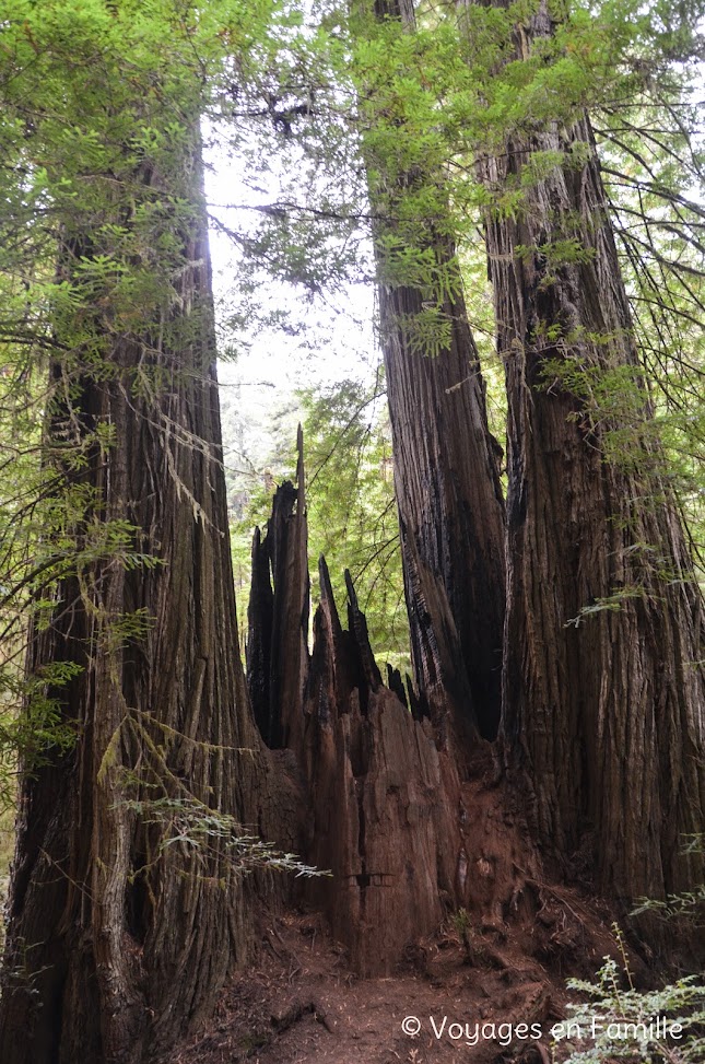 Redwoods SP - Boyscout tree trail