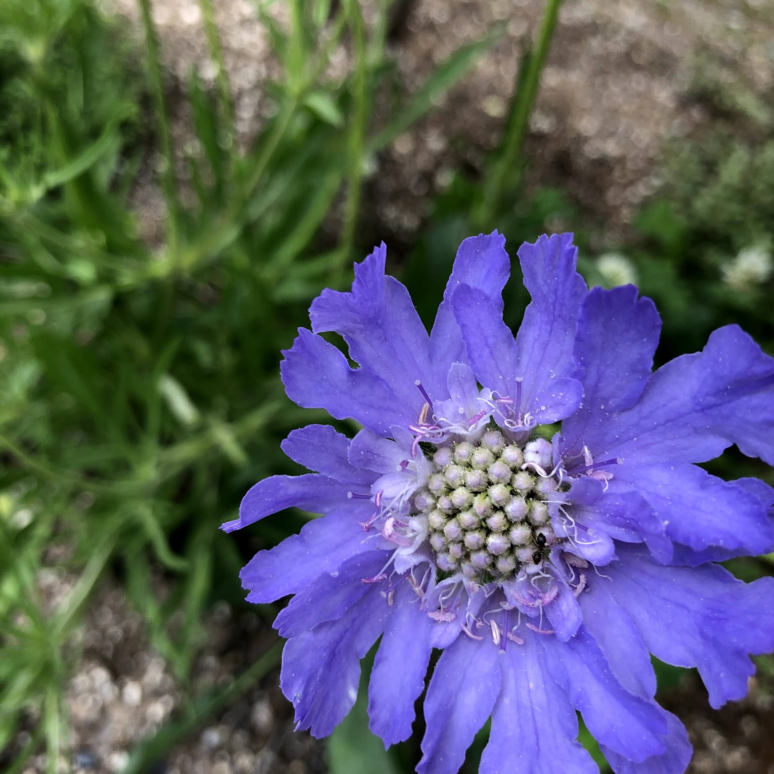 スカビオサ・コーカシカブルーの花