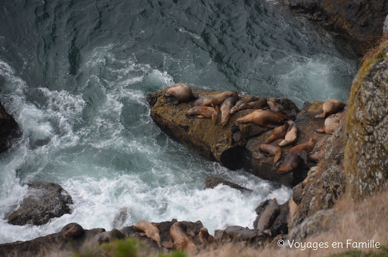 Sea lion cave