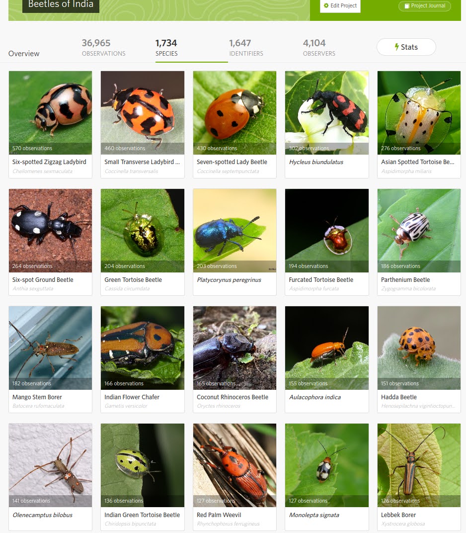 Commonly Observed Beetles of India