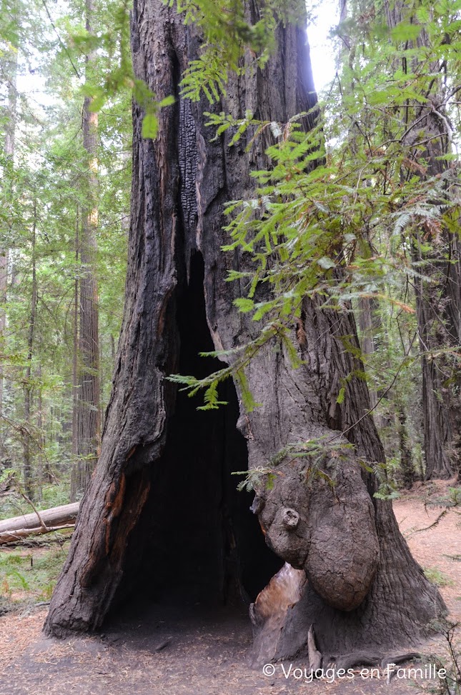 Founders Grove - Humboldt Redwoods