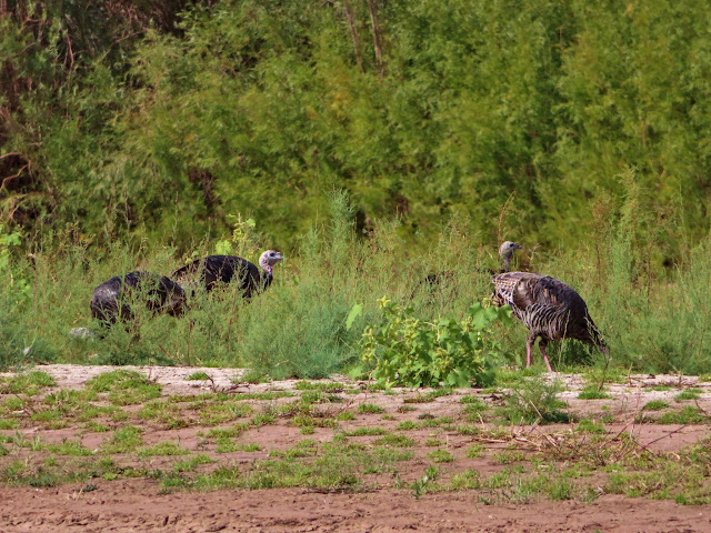 Wild turkeys