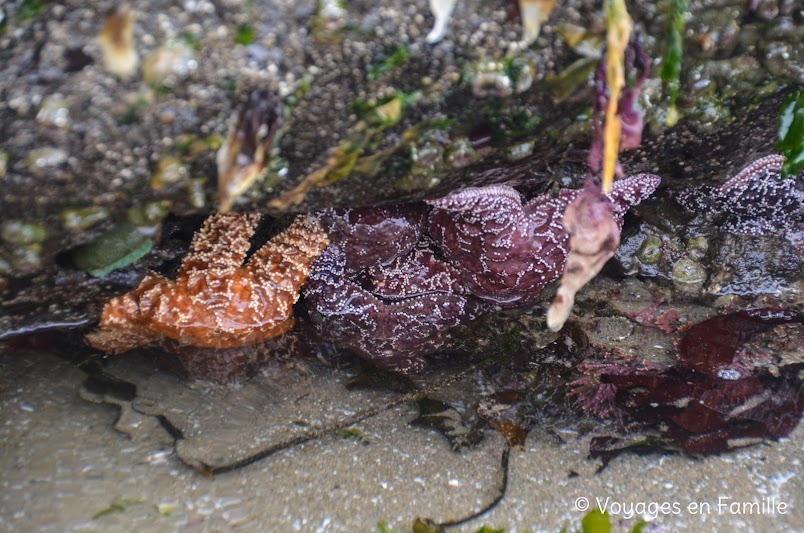 Cape Kiwanda - tidepools