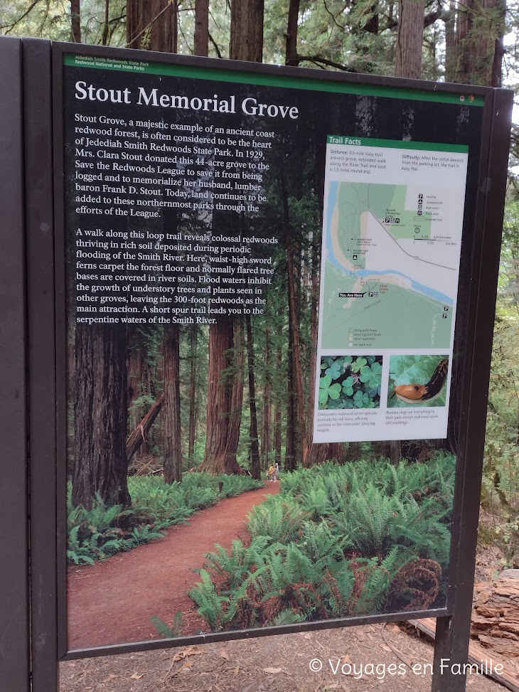 Redwoods SP - Stout Grove