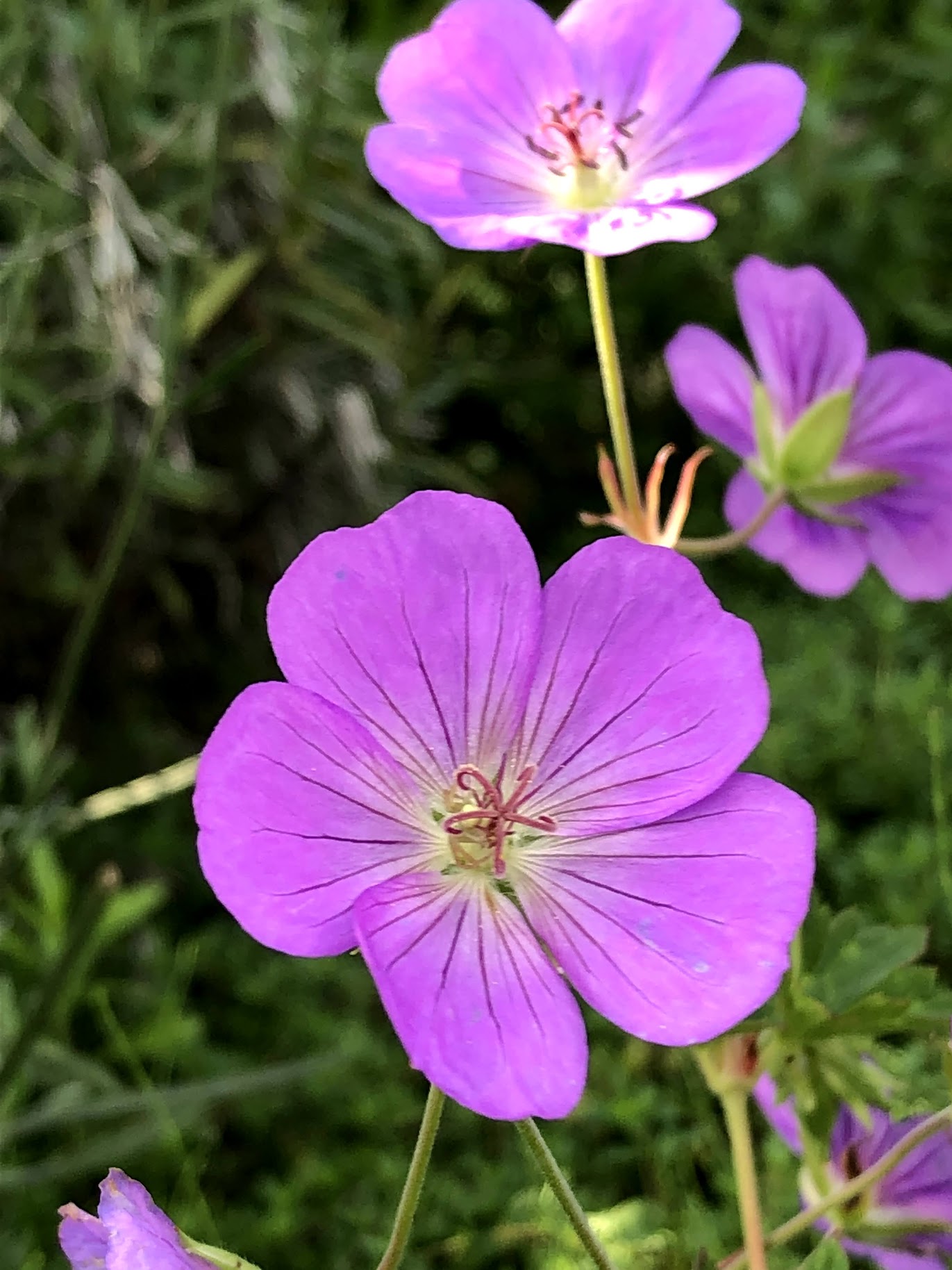 ゲラニウム・ロザンネの夏のピンクの花