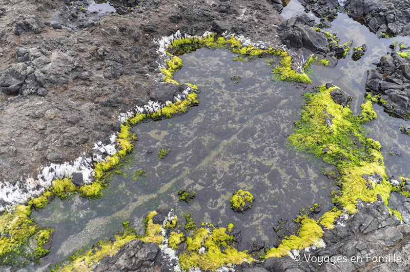 Cape perpetua