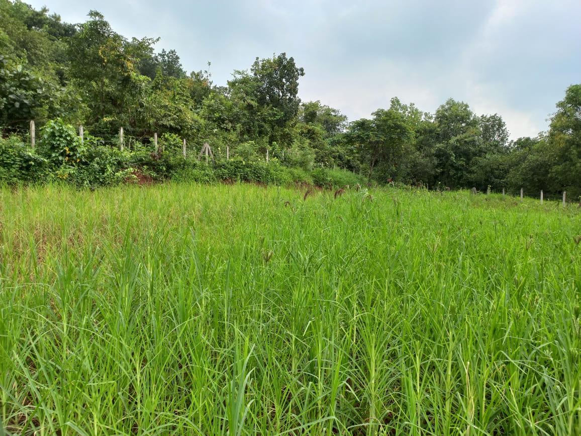 Paddy fields