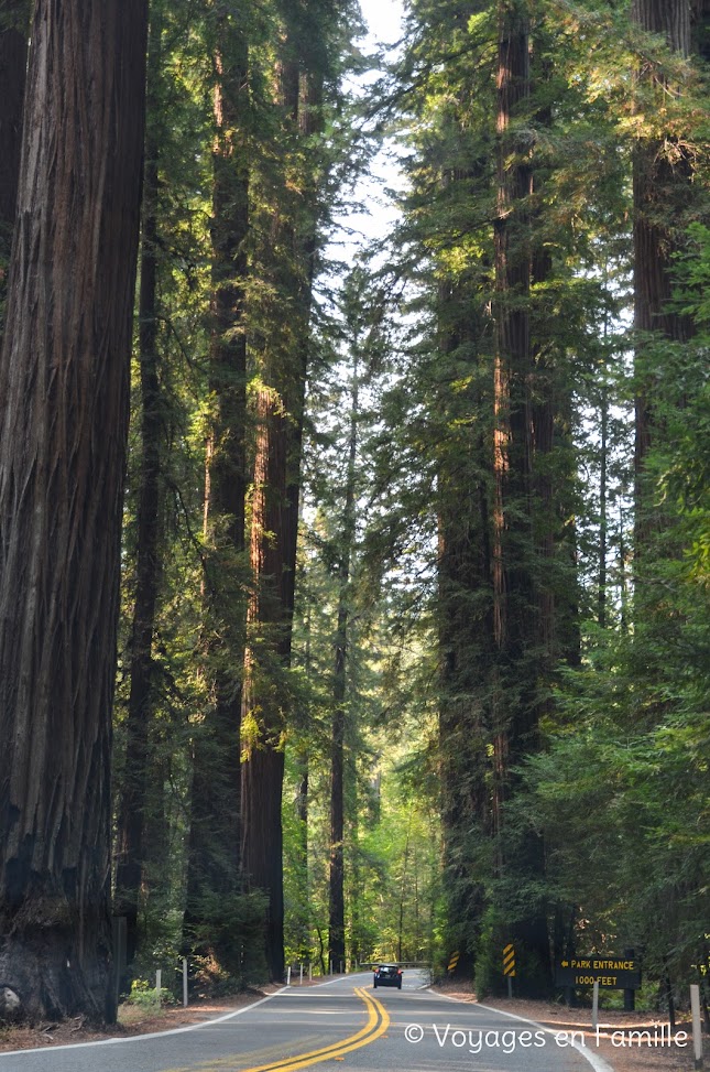 Humboldt Redwoods SP