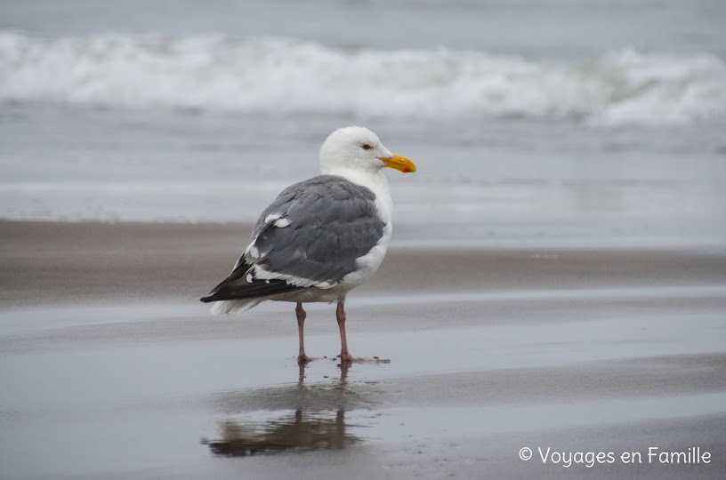 Neskowin Beach