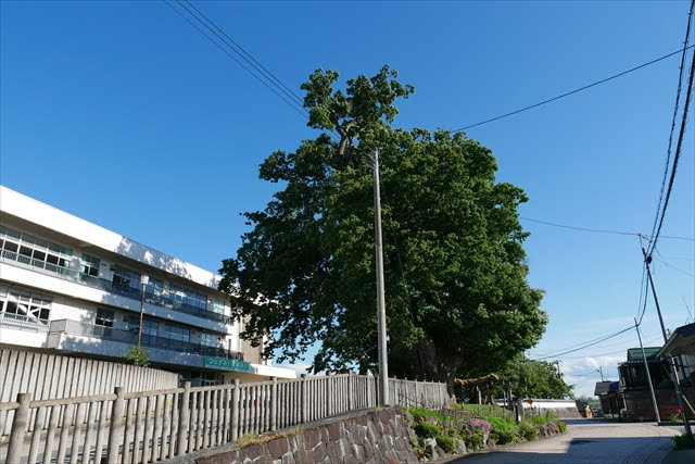 東根の大ケヤキ