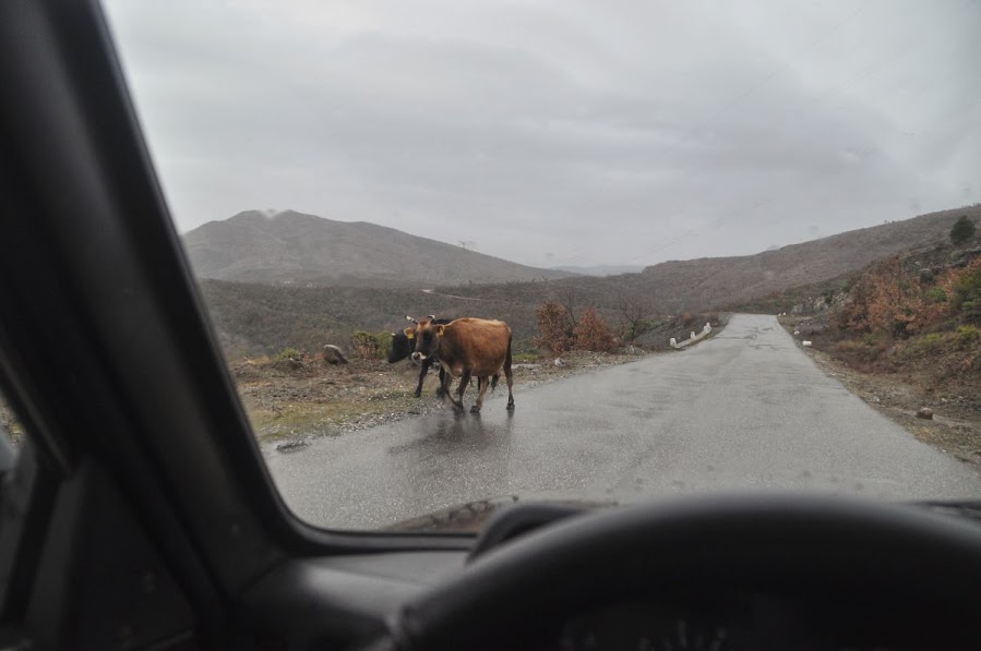 2 cows walking along the road by Drini Lake in Shkoder County, Albania