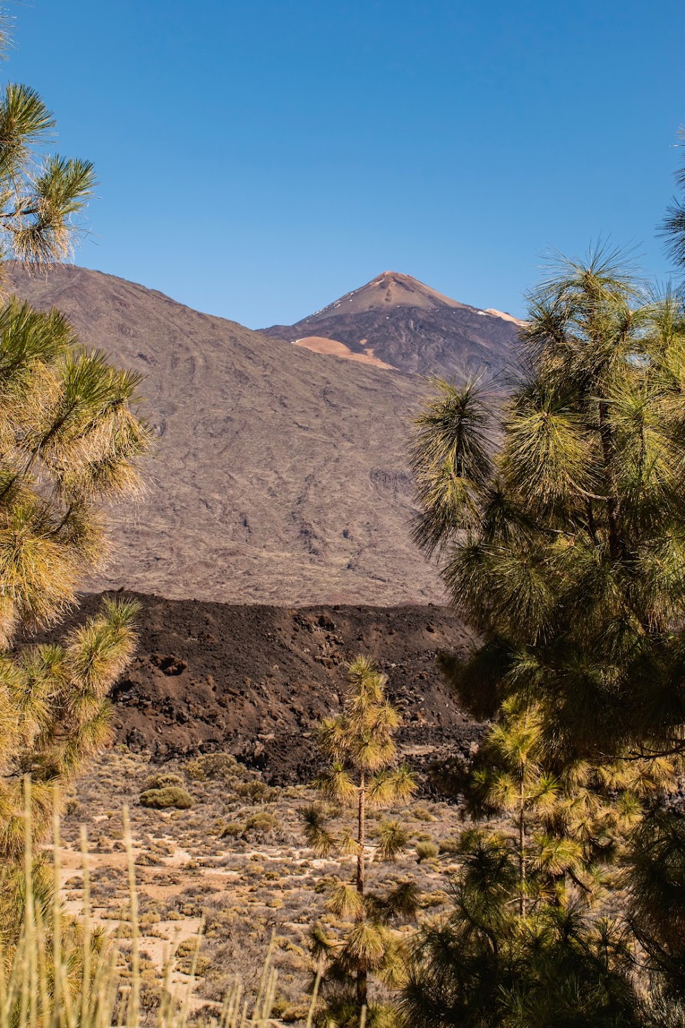 wijn-van-Tenerife