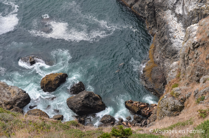 Sea lion cave