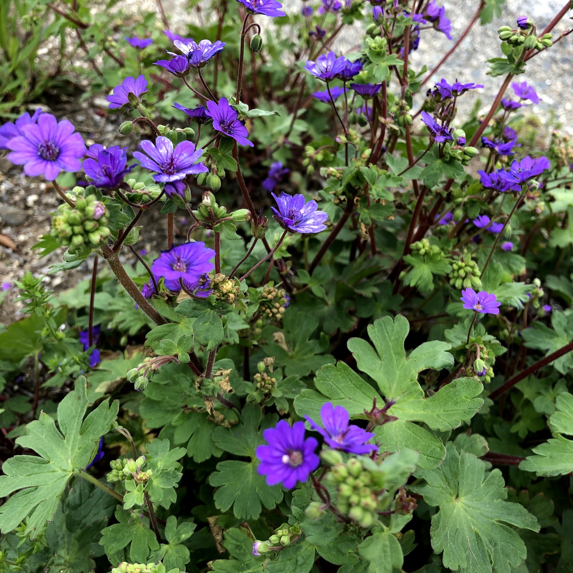 ゲラニウム・ビルウォーリスの花