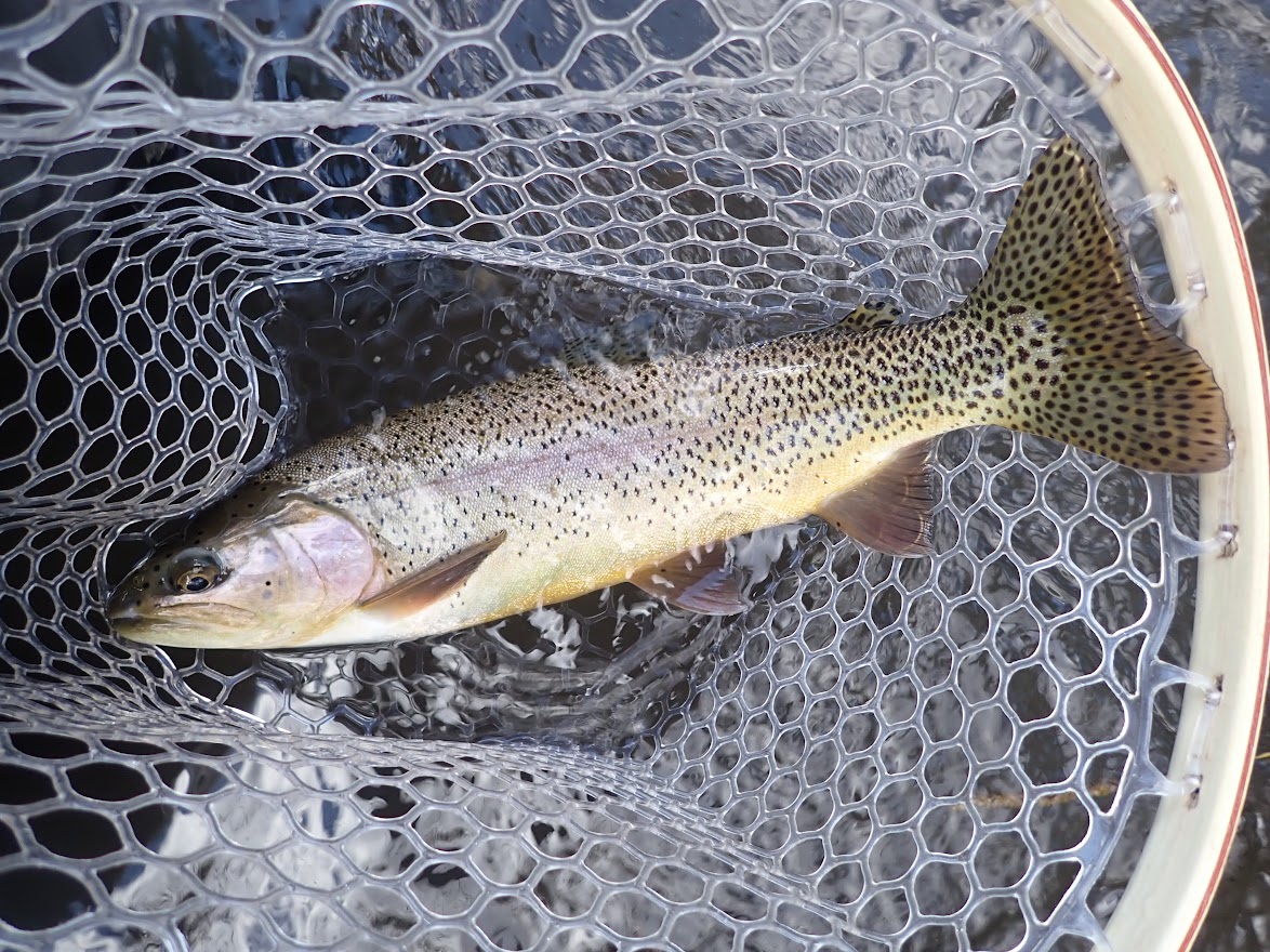 White River  Dave Weller's Fly Fishing Blog